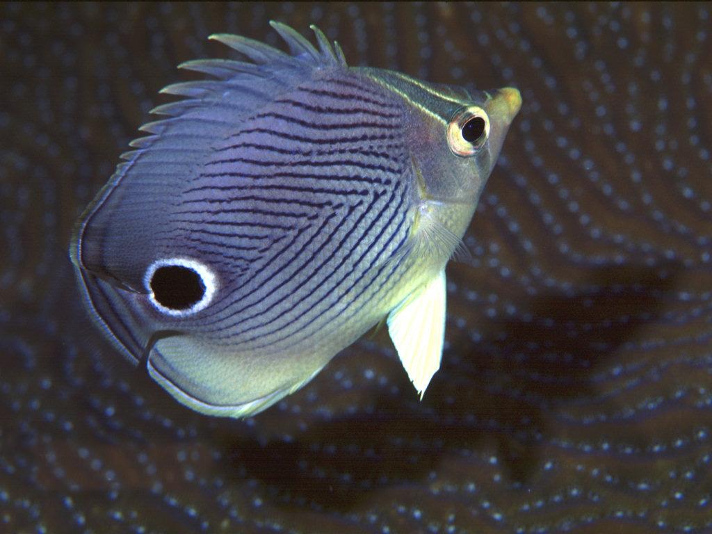 Chaetodon capistratus (Pesce farfalla quattr'occhi)